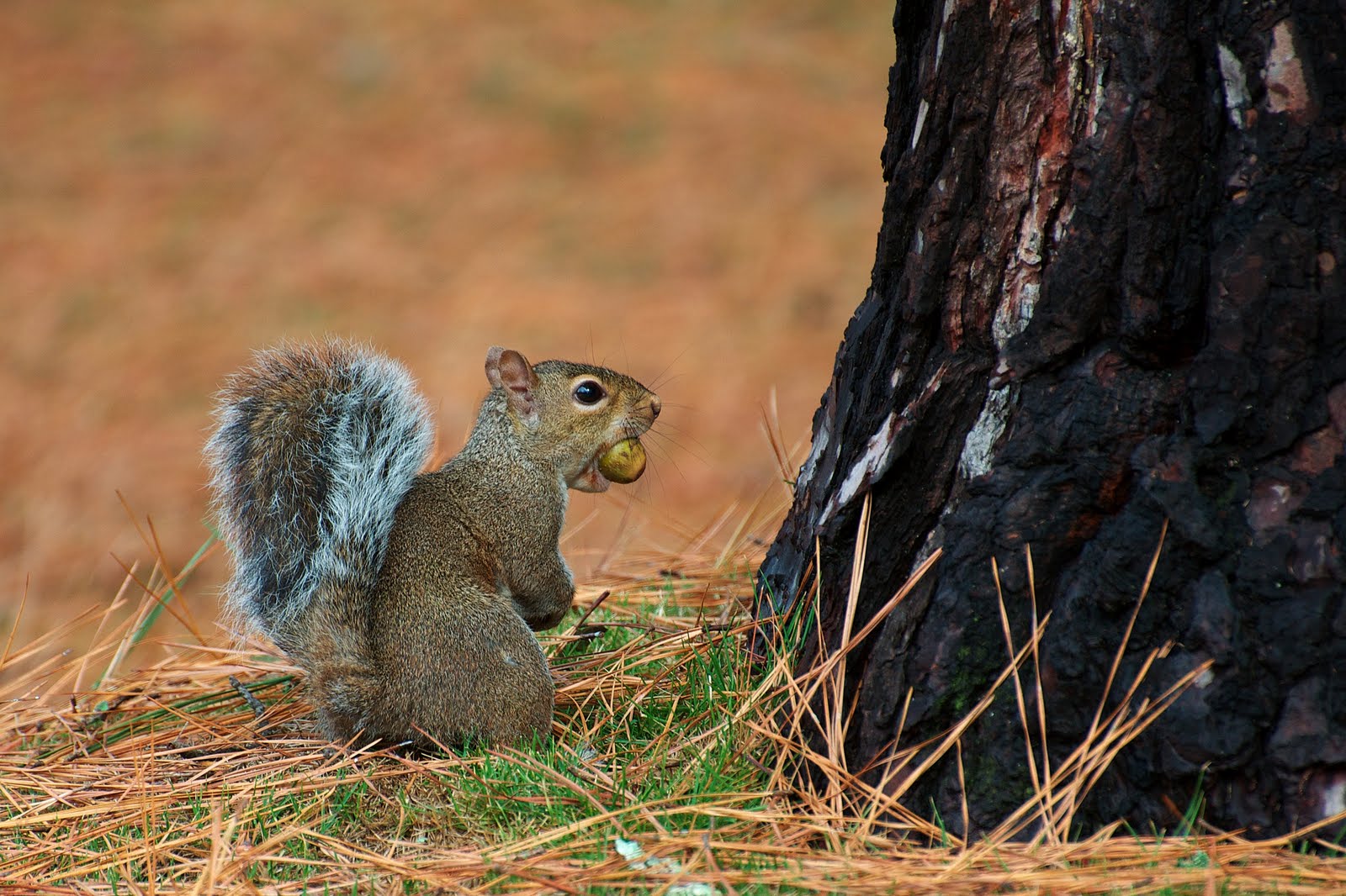 eastern gray squirrel eastern gray squirrel